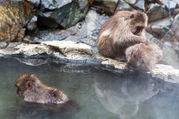 Jigokudani Park, Yudanaka 'da bulunan doğal bir onsen (kaplıcada kar maymunları). Nagano, Japonya. Mammali / Primatlar / Cercopithecidae / Macaca / Macaca fuscata