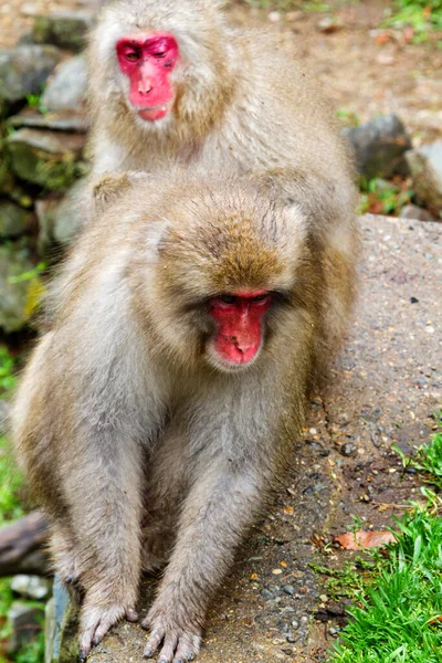 Snow Monkeys Natural Onsen Hot Spring Located Jigokudani Park Yudanaka — Stock Photo, Image