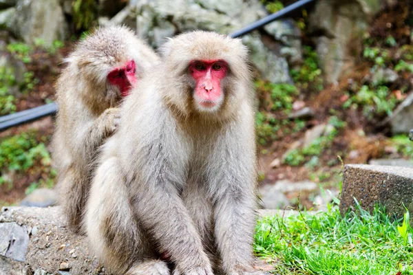 Macacos Neve Onsen Natural Fonte Termal Localizado Parque Jigokudani Yudanaka — Fotografia de Stock