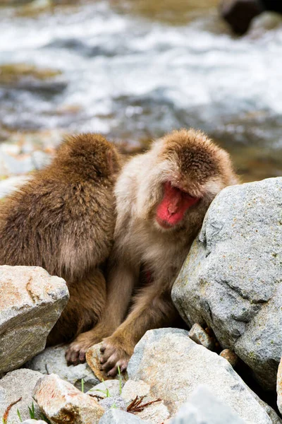 湯田中の地獄谷公園にある天然温泉の中の雪猿 Mammalia Primates Cercopithecidae Macaca Macaca Fuscata — ストック写真