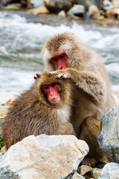 湯田中の地獄谷公園にある天然温泉の中の雪猿 Mammalia Primates Cercopithecidae Macaca Macaca Fuscata — ストック写真