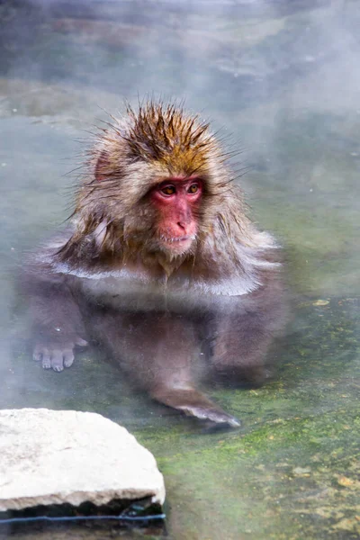 Macacos Neve Onsen Natural Fonte Termal Localizado Parque Jigokudani Yudanaka — Fotografia de Stock