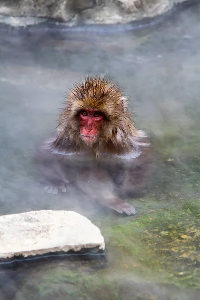 Macacos Neve Onsen Natural Fonte Termal Localizado Parque Jigokudani Yudanaka — Fotografia de Stock