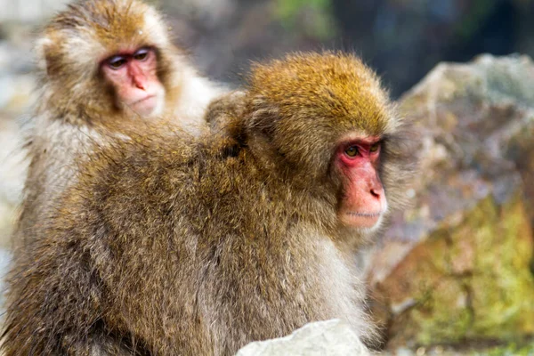 Snow Monkeys Natural Onsen Hot Spring Located Jigokudani Park Yudanaka Stock Picture