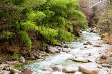 Şelale ve taşlarla kaplanmış yosunlar, Nakasendo 'da bozulmamış yeşil alan Magome' dan Tsumago 'ya, Japonya' dan Uzak Doğu Asya 'ya yürüme yolu