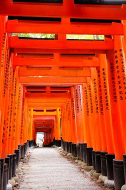 KYOTO, JAPONYA - 21 Kasım 2015: Fushimi Inari Tapınağı 'ndaki Torii kapıları, Kyoto, Japonya