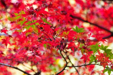 Japon akçaağaç ağaçları ve renkli yapraklı çalılar sonbahar boyunca