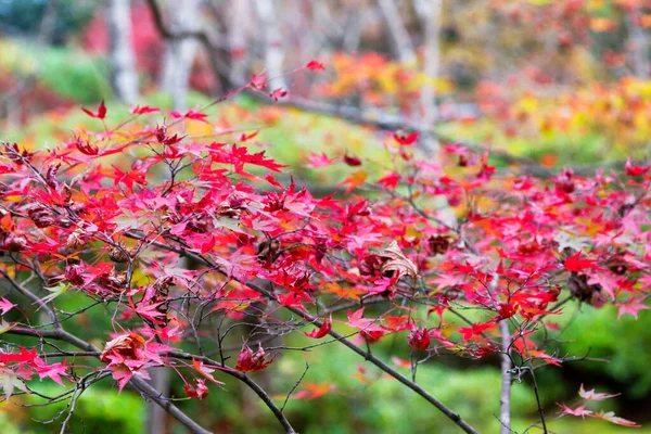 Aceri Cespugli Giapponesi Con Foglie Colorate Durante Autunno — Foto Stock