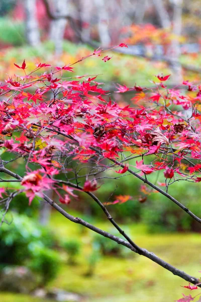 Japanese maple trees and bushes with colourful leaves during autumn