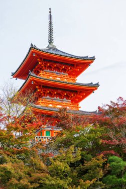 Kyomizu-dera 24 Kasım 2015 tarihinde Kyoto, Japonya 'da. 1633 yılında inşa edilen bina, UNESCO Dünya Mirası ile Kyoto 'nun en ünlü simgelerinden biridir..