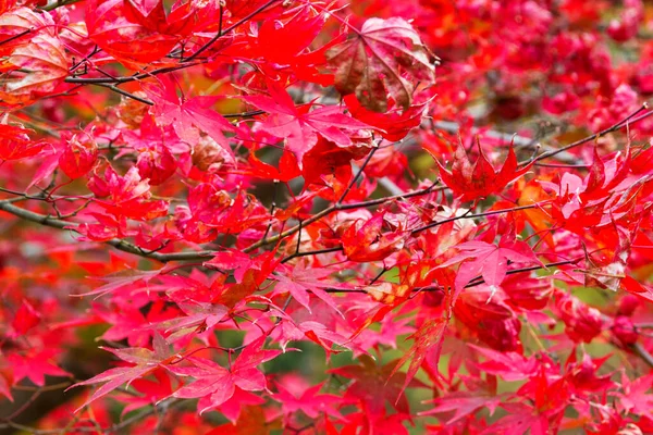 Aceri Cespugli Giapponesi Con Foglie Colorate Durante Autunno — Foto Stock