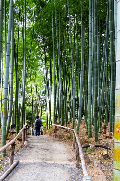 位于日本京都阿拉山的竹林 靠近著名的天水寺 天龙寺是一座禅宗佛寺 意思是天龙寺 是世界文化遗产所在地 — 图库照片