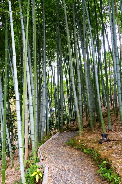 位于日本京都阿拉山的竹林 靠近著名的天水寺 天龙寺是一座禅宗佛寺 意思是天龙寺 是世界文化遗产所在地 — 图库照片