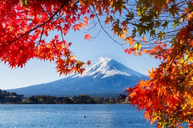 Japonya 'daki Kawaguchiko Gölü' nde sonbahar sezonu ve Fuji Dağı. Beş Göl Bölgesi. Akçaağaç yapraklarını çerçeve olarak göster.