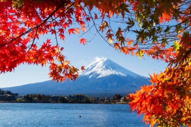 Japonya 'daki Kawaguchiko Gölü' nde sonbahar sezonu ve Fuji Dağı. Beş Göl Bölgesi. Akçaağaç yapraklarını çerçeve olarak göster.