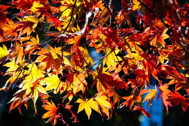 Japon akçaağaç ağaçları ve renkli yapraklı çalılar sonbahar boyunca