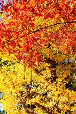 Japon akçaağaç ağaçları ve renkli yapraklı çalılar sonbahar boyunca