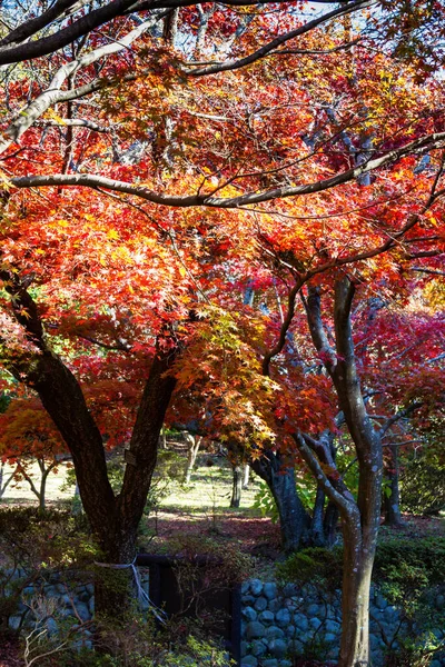 Japon Akçaağaç Ağaçları Renkli Yapraklı Çalılar Sonbahar Boyunca — Stok fotoğraf