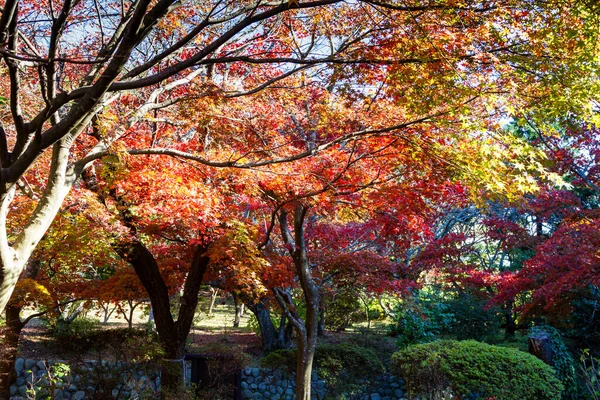 Japanese maple trees and bushes with colourful leaves during autumn