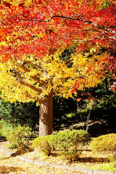 Japanese maple trees and bushes with colourful leaves during autumn