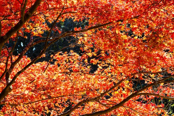 Японские Кленовые Деревья Кустарники Разноцветными Листьями Осенью — стоковое фото