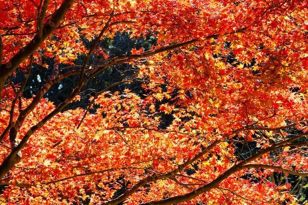 Aceri Cespugli Giapponesi Con Foglie Colorate Durante Autunno — Foto Stock