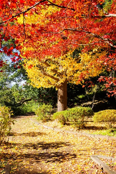 Japanese maple trees and bushes with colourful leaves during autumn