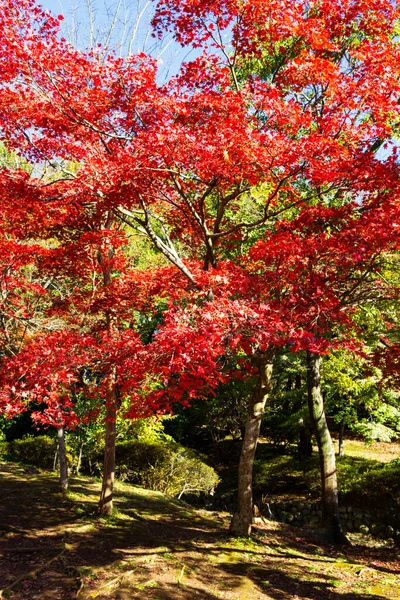 Japanese maple trees and bushes with colourful leaves during autumn