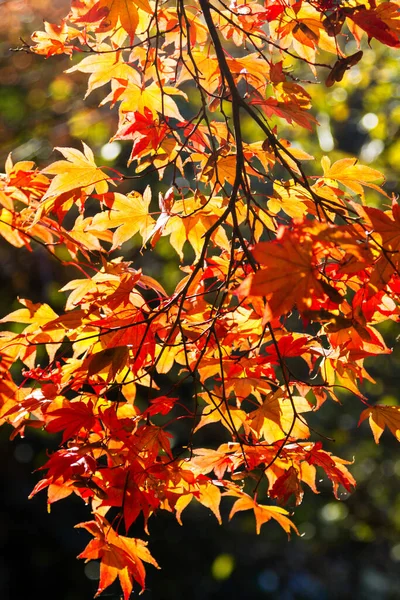 Японские Кленовые Деревья Кустарники Разноцветными Листьями Осенью — стоковое фото