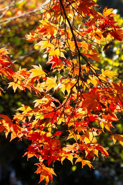 Aceri Cespugli Giapponesi Con Foglie Colorate Durante Autunno — Foto Stock