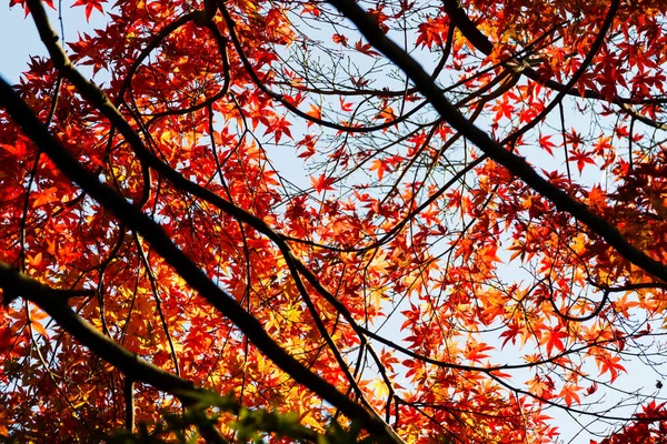 Japanese maple trees and bushes with colourful leaves during autumn