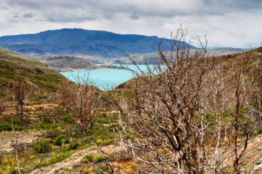 Patagonya, Şili 'deki Şilili Torres del Paine Milli Parkı Panoraması