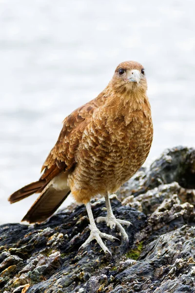 Cinereous Harrier Tierra Del Fuego Argentina — Stock Photo, Image