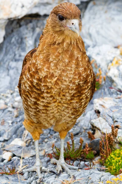 Cinereous Harrier Tierra Del Fuego Argentina — Stock Photo, Image