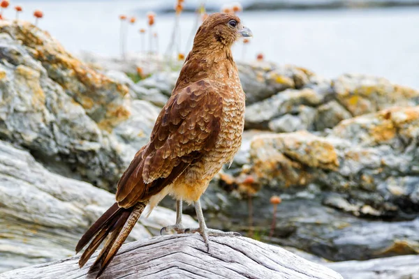 Harrier Kinowy Tierra Del Fuego Argentyna — Zdjęcie stockowe