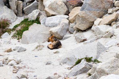 Kızıl Tilki (vulpes vulpes vulpes) Torres del Paine Ulusal Parkı, Patagonya, Şili