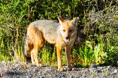 Kızıl Tilki (vulpes vulpes vulpes) Patagonya, Arjantin