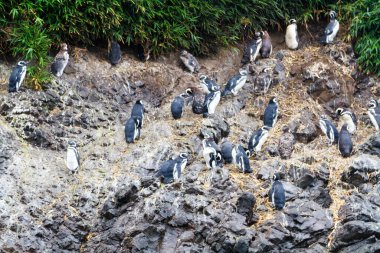 Şili 'nin Chiloe Adası' ndaki Monumento Nacional Islotes de Punihuil bölgesinde bulunan Magellanic penguenleri (Spheniscus magellanicus)