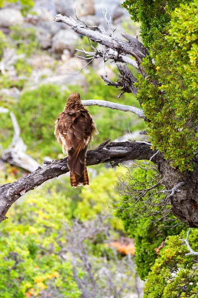 Cinereous Harrier Torres Del Paine National Park Patagonia Chile — Stock Photo, Image