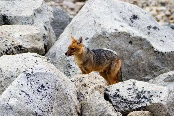 Red Fox Vulpes Vulpes Torres Del Paine National Park Patagonia — Stock Photo, Image