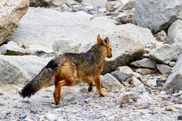 Κόκκινη Αλεπού Vulpes Vulpes Στο Εθνικό Πάρκο Torres Del Paine — Φωτογραφία Αρχείου