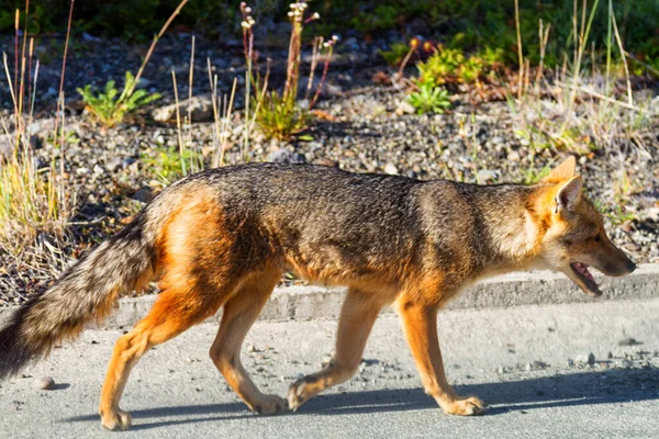 Κόκκινη Αλεπού Vulpes Vulpes Στην Παταγονία Της Αργεντινής — Φωτογραφία Αρχείου