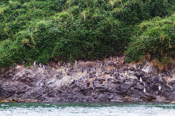 Pingouins Magellan Spheniscus Magellanicus Dans Zone Protégée Monumento Nacional Islotes — Photo