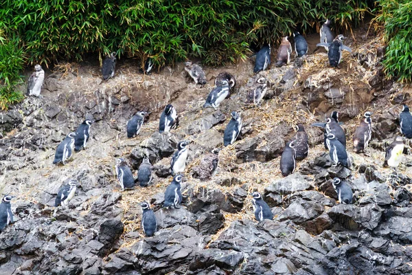 Pingüinos Magallánicos Spheniscus Magellanicus Área Protegida Monumento Nacional Islotes Punihuil — Foto de Stock