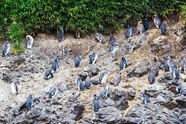 Pingüinos Magallánicos Spheniscus Magellanicus Área Protegida Monumento Nacional Islotes Punihuil — Foto de Stock