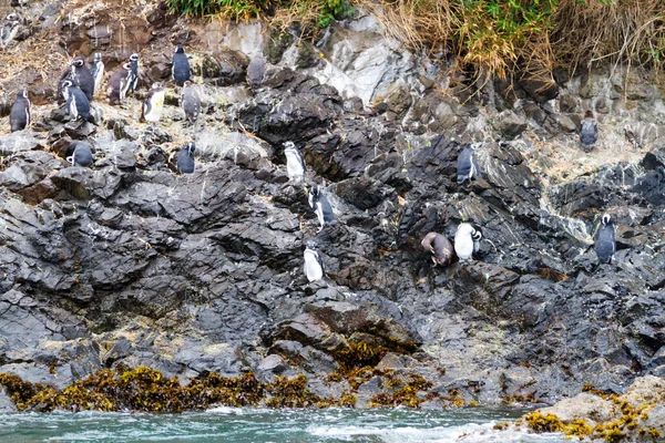 Pingüinos Magallánicos Spheniscus Magellanicus Área Protegida Monumento Nacional Islotes Punihuil — Foto de Stock