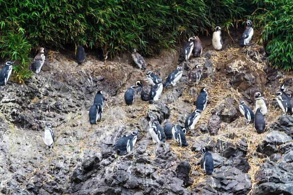 Pingüinos Magallánicos Spheniscus Magellanicus Área Protegida Monumento Nacional Islotes Punihuil — Foto de Stock