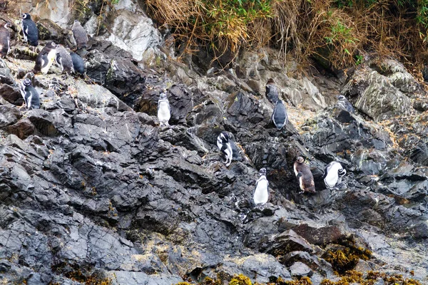 Pingüinos Magallánicos Spheniscus Magellanicus Área Protegida Monumento Nacional Islotes Punihuil — Foto de Stock