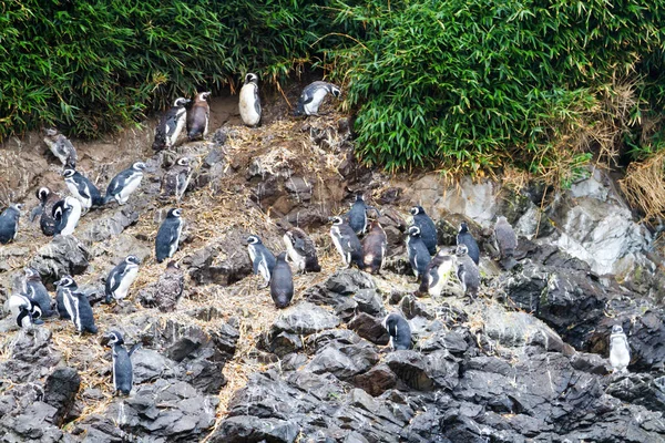 Pingouins Magellan Spheniscus Magellanicus Dans Zone Protégée Monumento Nacional Islotes — Photo