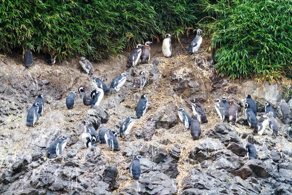 Mágikus Pingvinek Spheniscus Magellanicus Védett Területen Monumento Nacional Islotes Punihuil — Stock Fotó